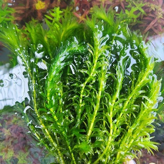 Buy Hydrilla(Hydrillaverticillata)  SeeTracker Malaysia