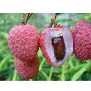 pokok buah laici hybrid thailand