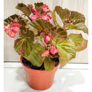 Begonia Amphioxus / Maculata / Begonia Flower / Begonia Rex 秋海棠 / Polkadot  Plant / Indoor Plant | Shopee Malaysia