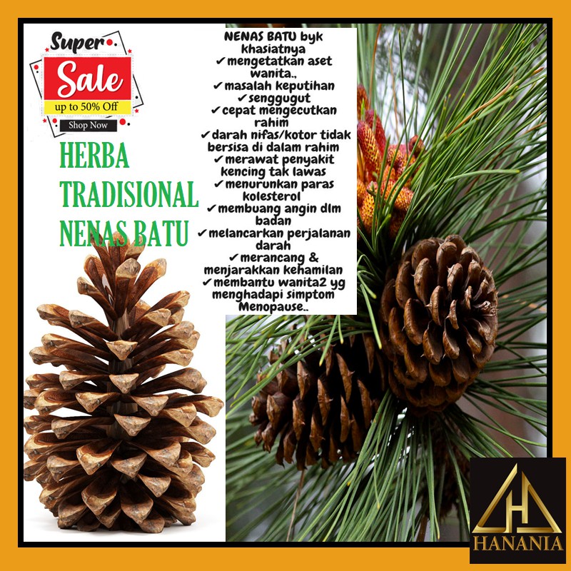 Buy Nenas Batu M Size Buy 1 Free 1 Herba Asli Tradisional Untuk Wanita Lepas Bersalin Pine Cones Seetracker Malaysia