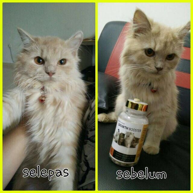 Buy Vitamin Kucing Gemuk Tablet and Powder by Loyalecat Growth 