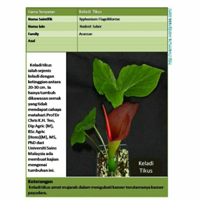 Lulus Kkm 180 Kapsul Biji Aprikot Keladi Tikus My Medi 3 Botol Shopee Malaysia