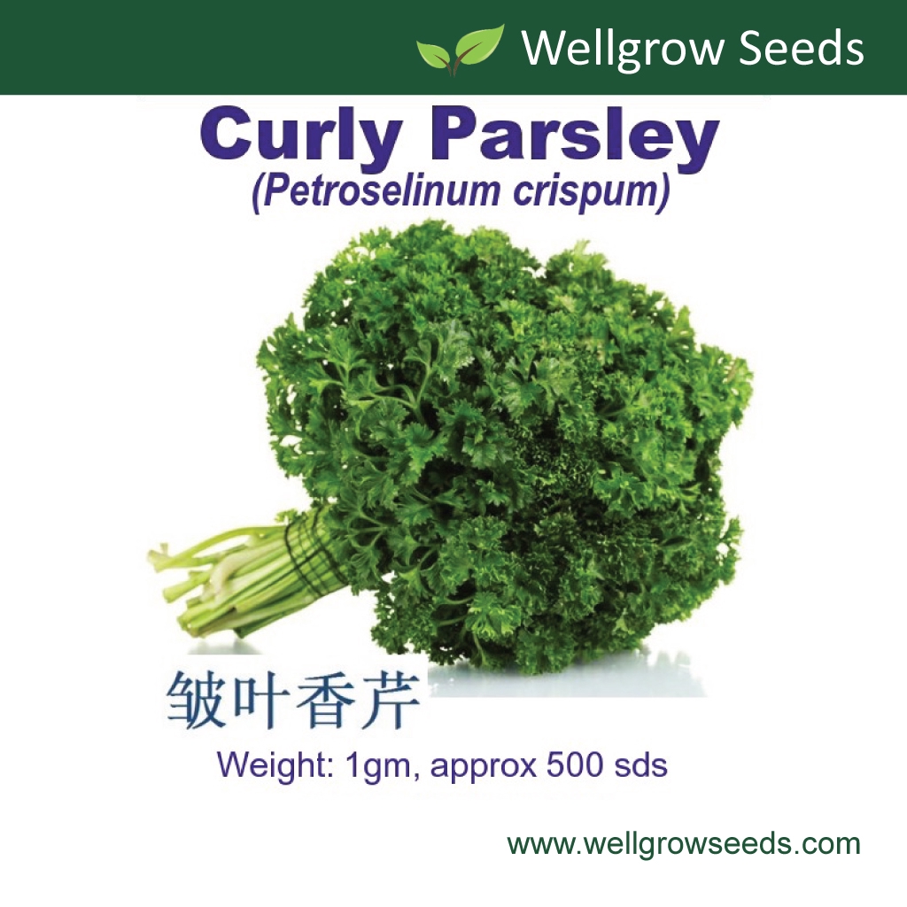 Curly Parsley Seeds 1gm Approx 500 Sds 皱叶香芹 Benih Daun Sup
