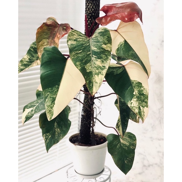 Buy Philodendron Strawberry Shake Seetracker Malaysia