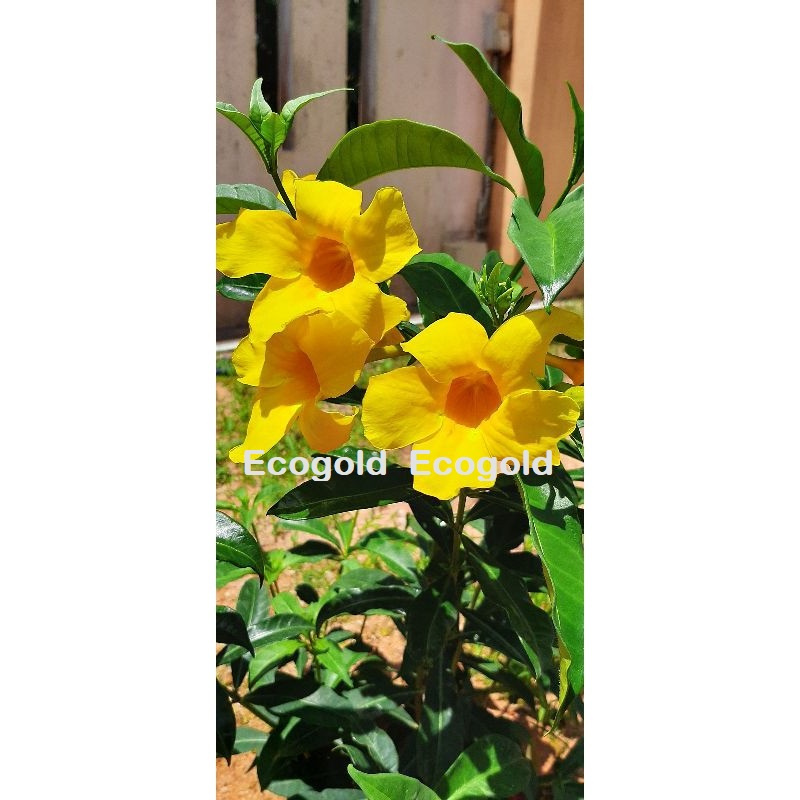 Buy Yellow Allamanda Pokok Bunga Akar Kuning Bunga Loceng Allamanda Cathartica Seetracker Malaysia