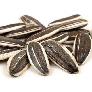 50 Biji Benih Bunga  Matahari  Giant  Sunflower Seeds 