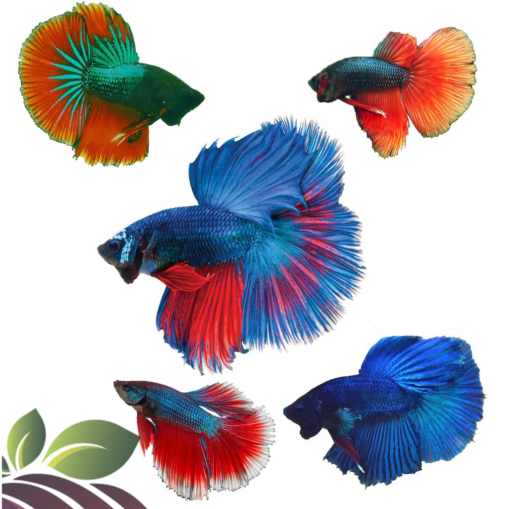 Delta Tail Betta : Pet World And The Aqua Shoppe Top Shelf Bettas : A ...