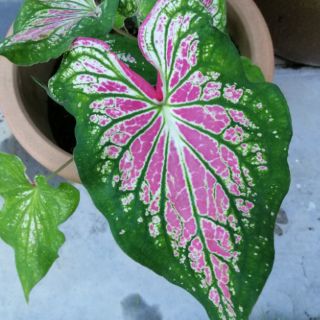 Caladium Daun Keladi Shopee Malaysia Caladium Daun Keladi Shopee Malaysia