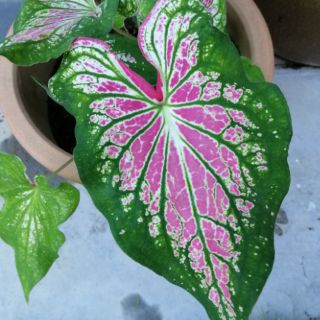  Caladium  Daun Keladi Shopee Malaysia