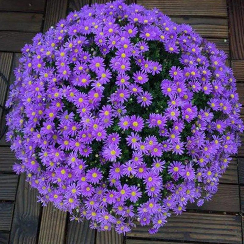 Marguerite Flower Seed Candy Daisy Wood Chrysanthemum Garden玛格丽特花种子糖果雏菊木春菊 庭院盆栽花卉种籽阳台绿植四季易种lxc 3hgfxx