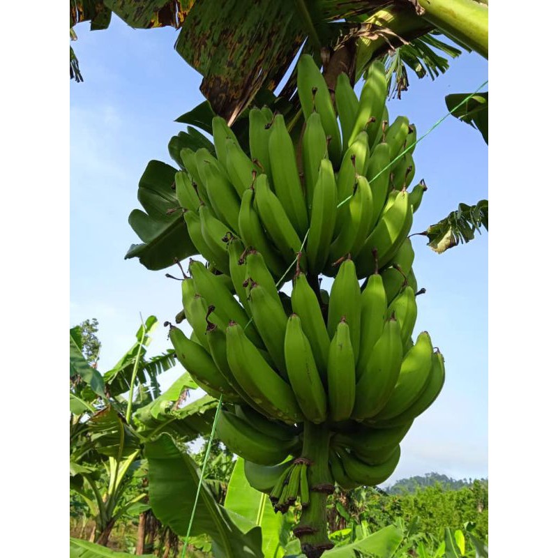 Lega pisang kelat Accession Search