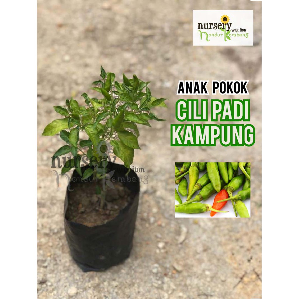 Anak Pokok Cili Padi Kampung 1ft H