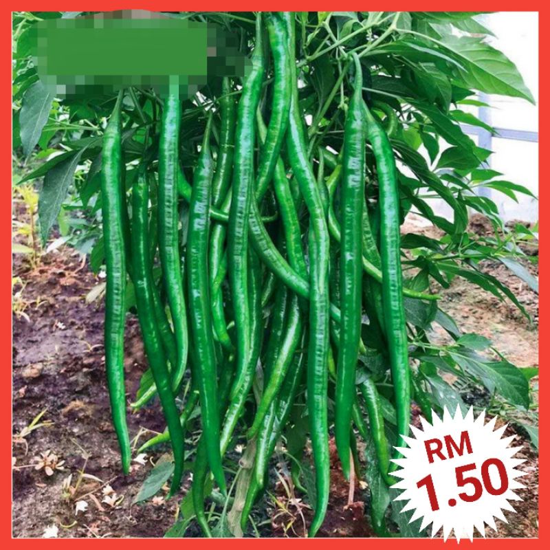 C3 Biji Benih Lada Cili Panjang Pedas（60+/-） Long Spicy Pepper Chili Seeds 长辣线椒种子 辣椒种子 线椒