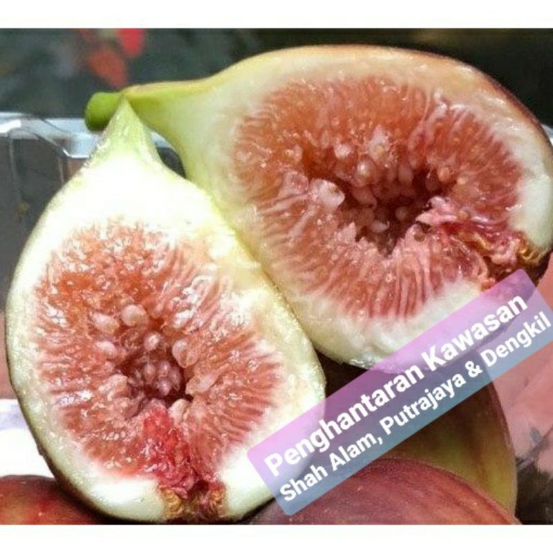 Zaiyadal Buah Tin Segar Fresh Figs Fruit 1kg Penghantaran Kawasan Shah Alam Putrajaya Puchong Dengkil Sahaja Shopee Malaysia