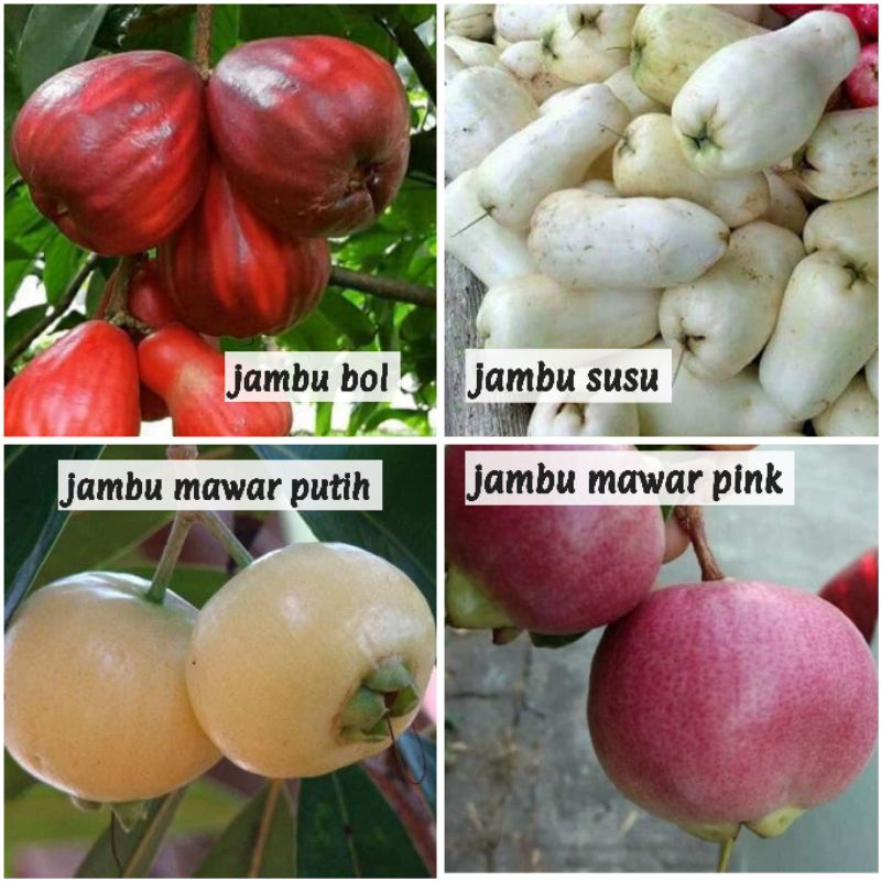 Pokok Jambu Bol Susu Mawar Putih Pink Pokok Nadir Ungu Purple Guava