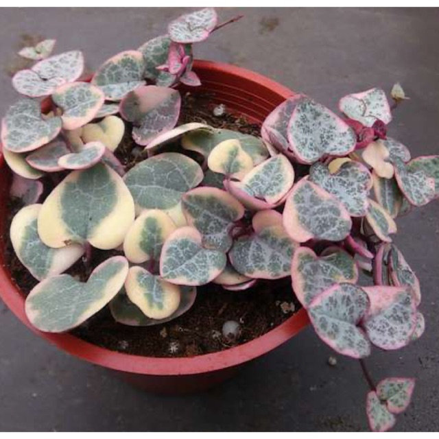 Succulent 多肉植物 爱之蔓锦ceropegia Woodii Varieg 5 5cm Pot Shopee Malaysia