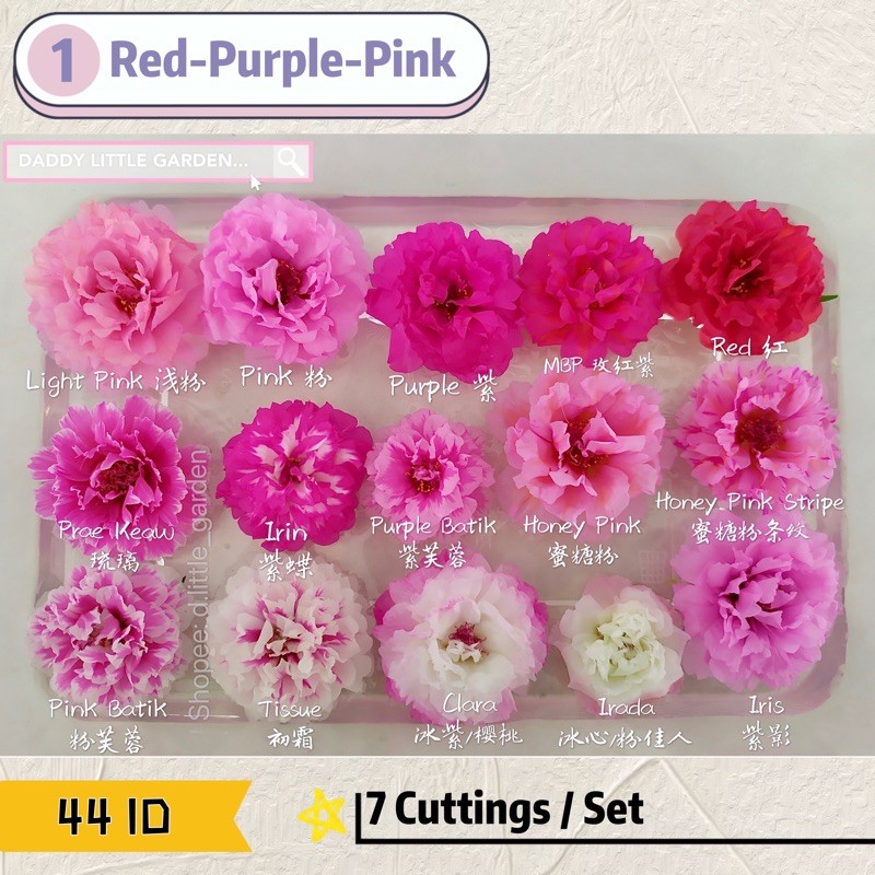 Buy Ros Jepun Carnation 九点花 宿根重瓣太阳花 Portulaca Grandiflora Moss Rose Seetracker Malaysia