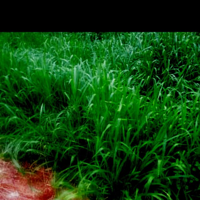 Biji Benih Rumput Ruzi Shopee Malaysia Biji Benih Rumput Ruzi Shopee Malaysia