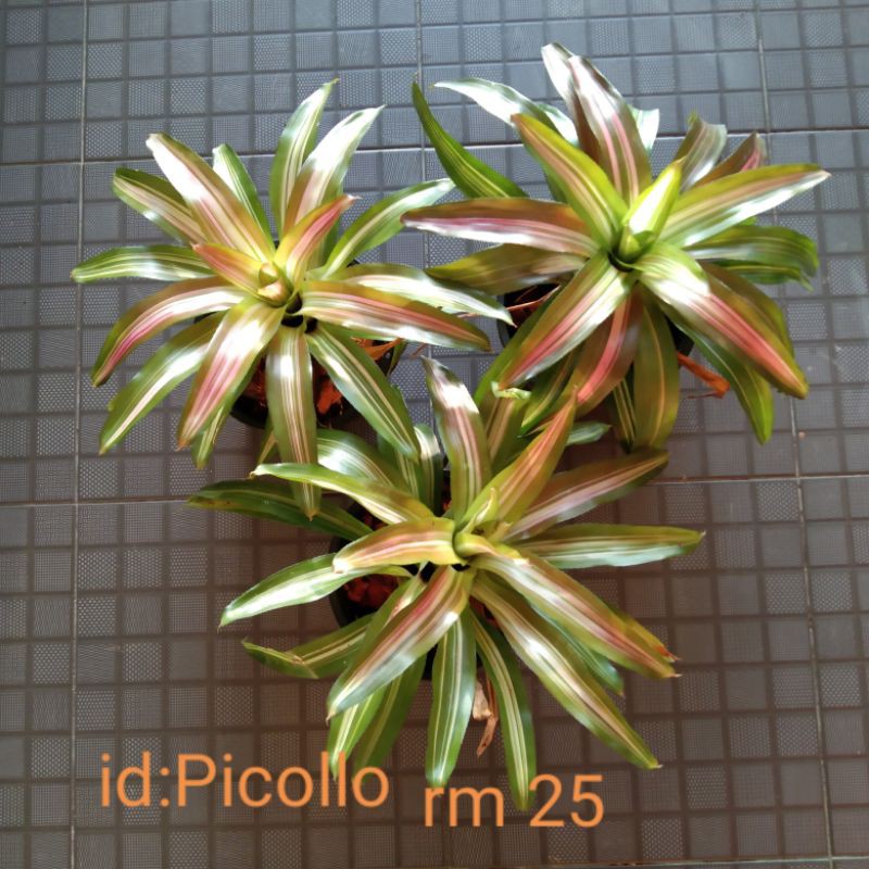 Pokok hiasan  bromeliad pokok nenas hiasan decorative  