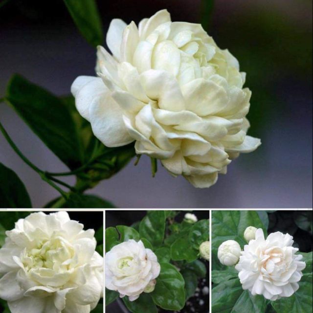 Pokok Bunga melur rose | Shopee Malaysia