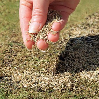 【4500+- seeds】Bermuda Grass Seed / Carpet Grass Seed ...