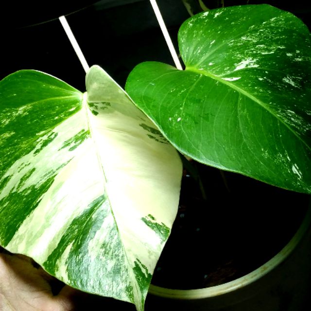 Variegated Monstera Albo Borsigiana Houseplan Shopee Malaysia