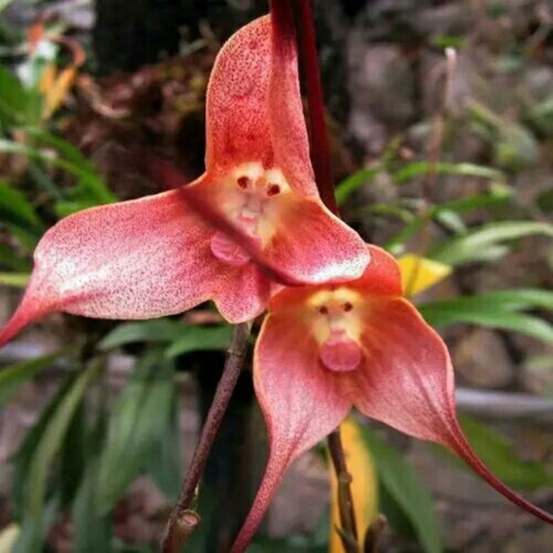 10 pcs Beautiful Rare Monkey Face Orchid Flower Seeds Outdoor Home Garden Plant | Shopee Malaysia