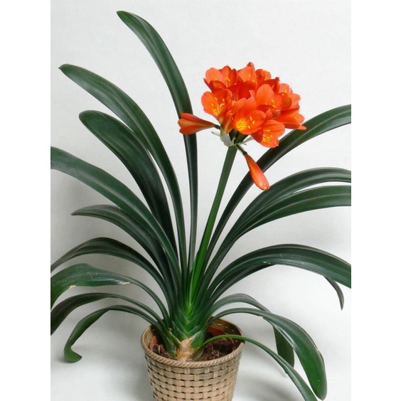 Clivia Miniata Natal Lily kaffir lily real live indoor houseplant 君子兰 pokok tumbuhan bunga hidup hiasan rumah dalaman