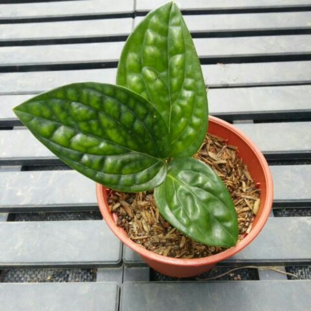 Monstera Peru Indoor Plant Shopee Malaysia