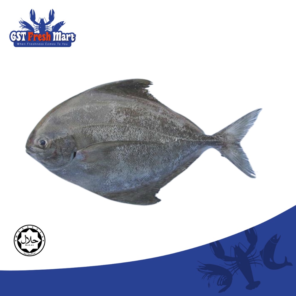 FROZEN BLACK POMFRET UNCLEANED 300-500GM/NOS 野生海捕黑鲳鱼 - GST FRESH MART