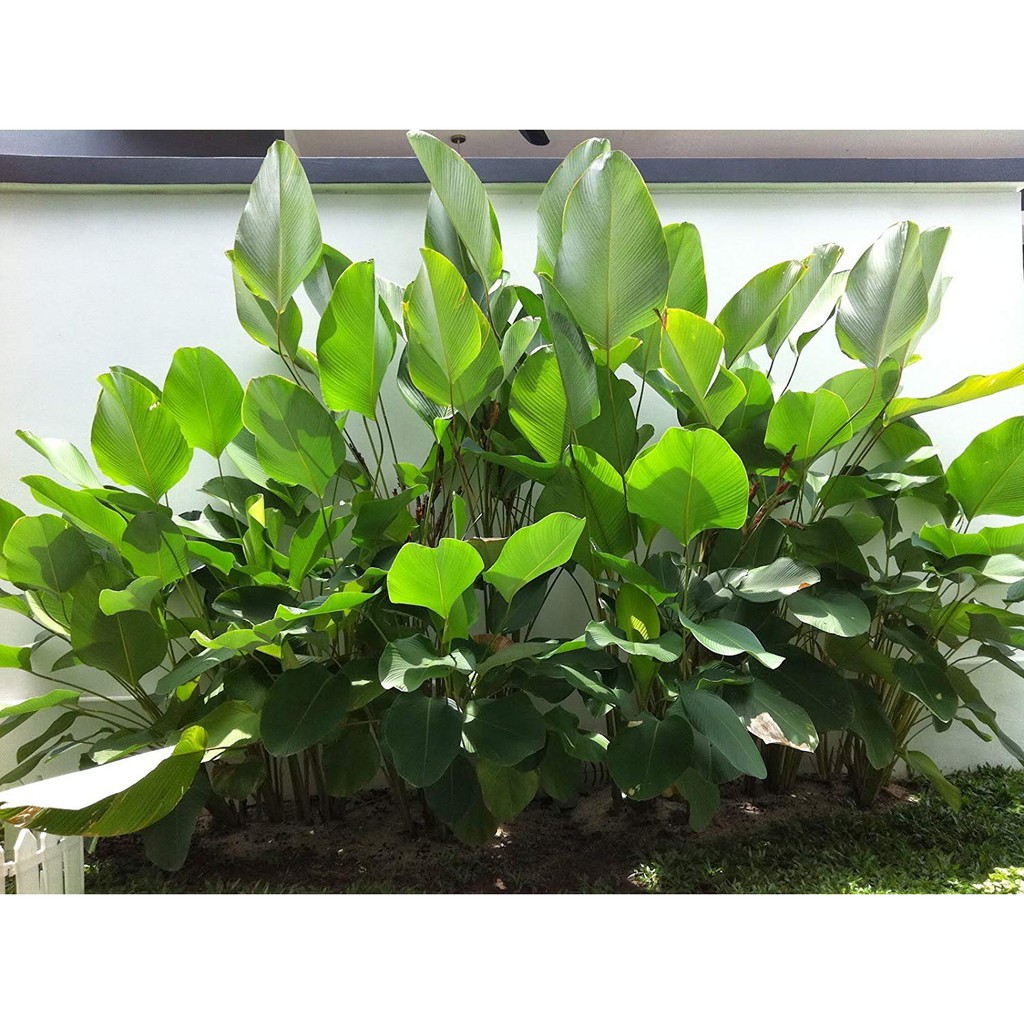 Plant Calathea lutea live plant / Pokok Calathea lutea | BeeCost