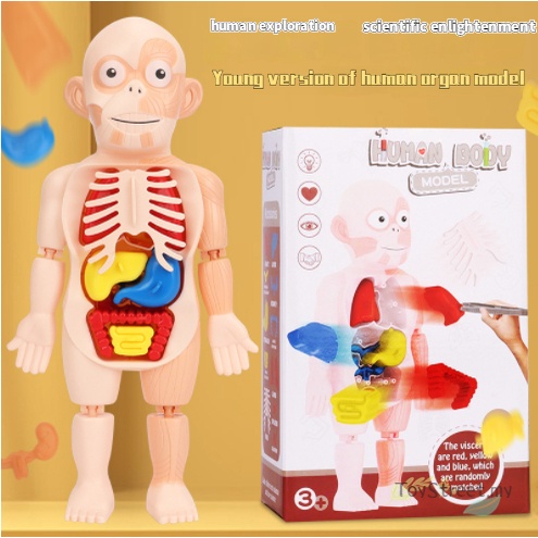 MY STOCK Developmental Toy Plastic DIY Human Body Model Human Organ ...