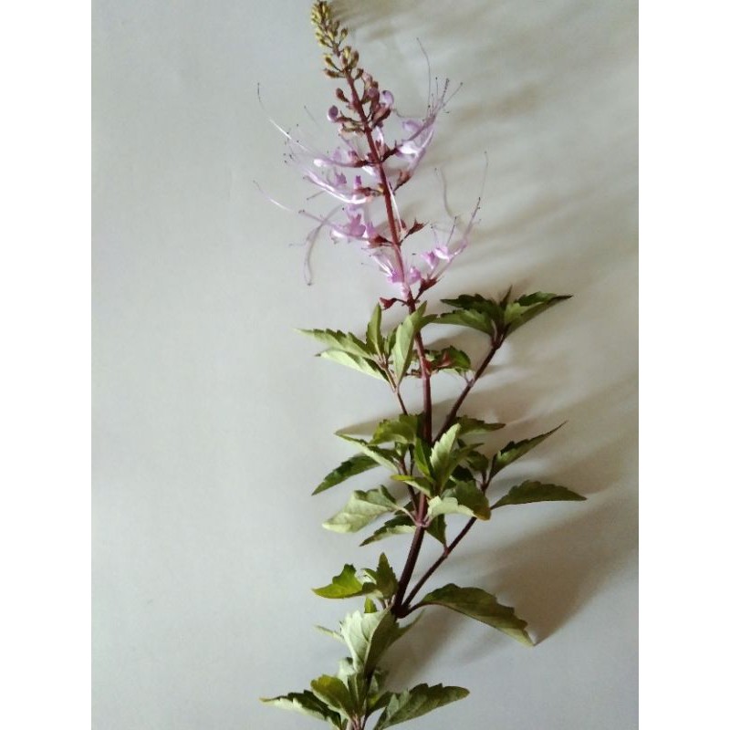 Buy Pokok Misai Kucing bunga ungu  SeeTracker Malaysia