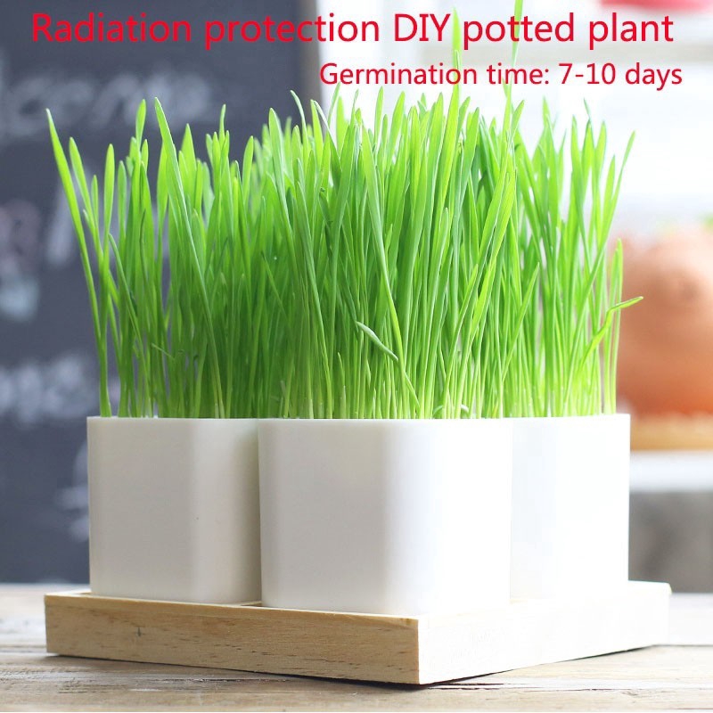 Artificial Grass Mini Wheat Bonsai Decorative Indoor Real Plant