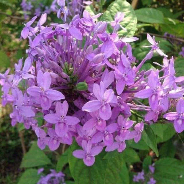 Pokok Bunga Siantan Purple Shopee Malaysia