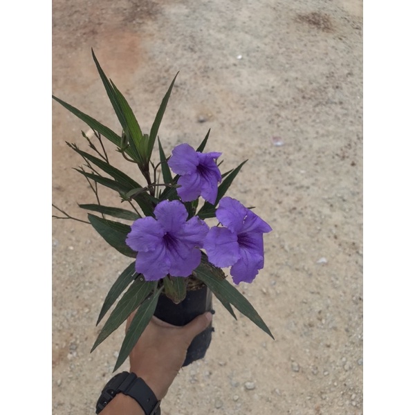 Buy Anak Pokok Ruellia Morning Glory Mekar Pagi Pink Purple White 3 Pokok Dlm 1 Polibeg Seetracker Malaysia