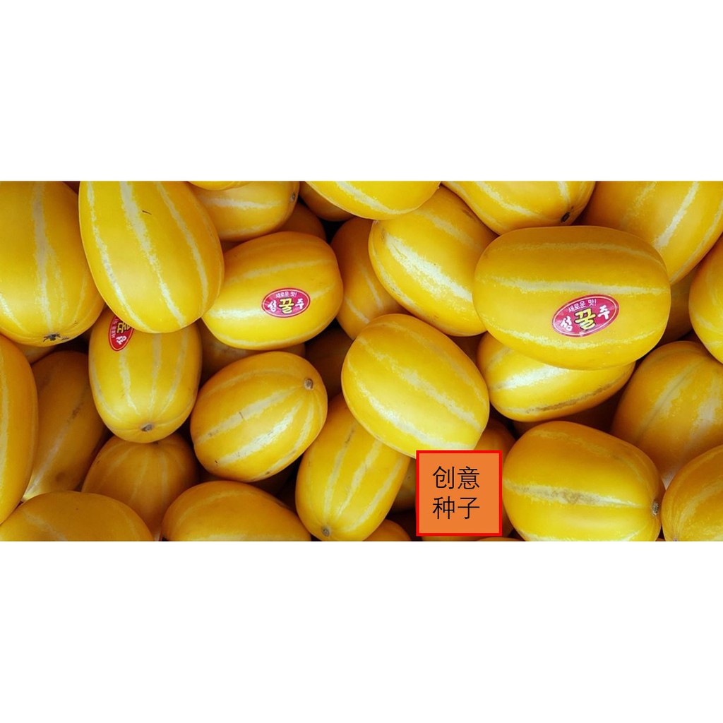 Seeds Of Korean Sweet Yellow Melon High Sugar Content Chamoe Makuwa Vegetable Seed 韩国甜瓜种子 Shopee Malaysia