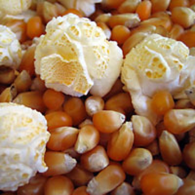 Jenis Jagung Yang Cocok Untuk Popcorn