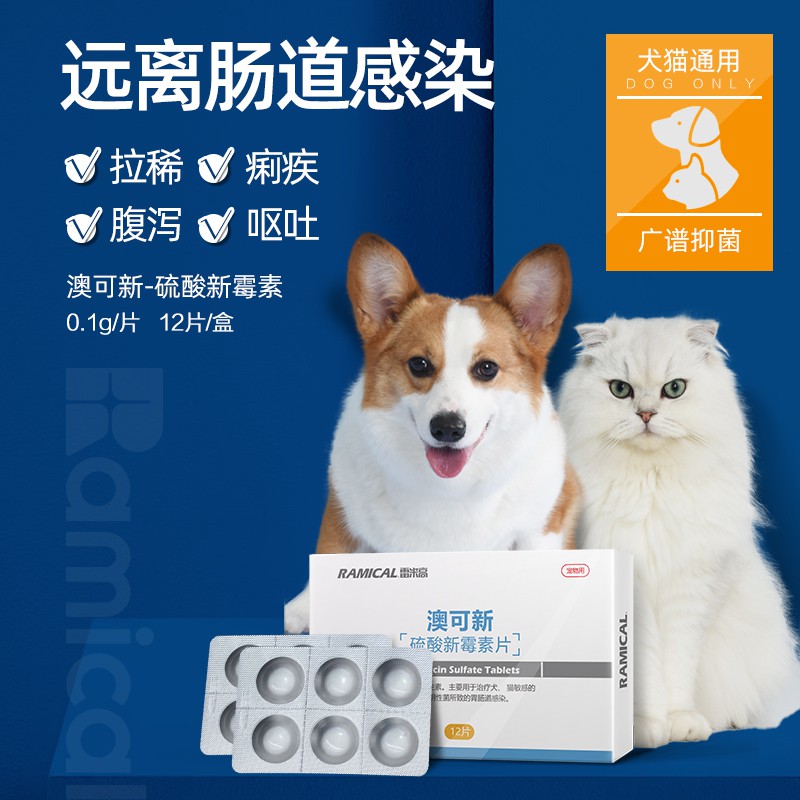 can you give dog antibiotics to a cat