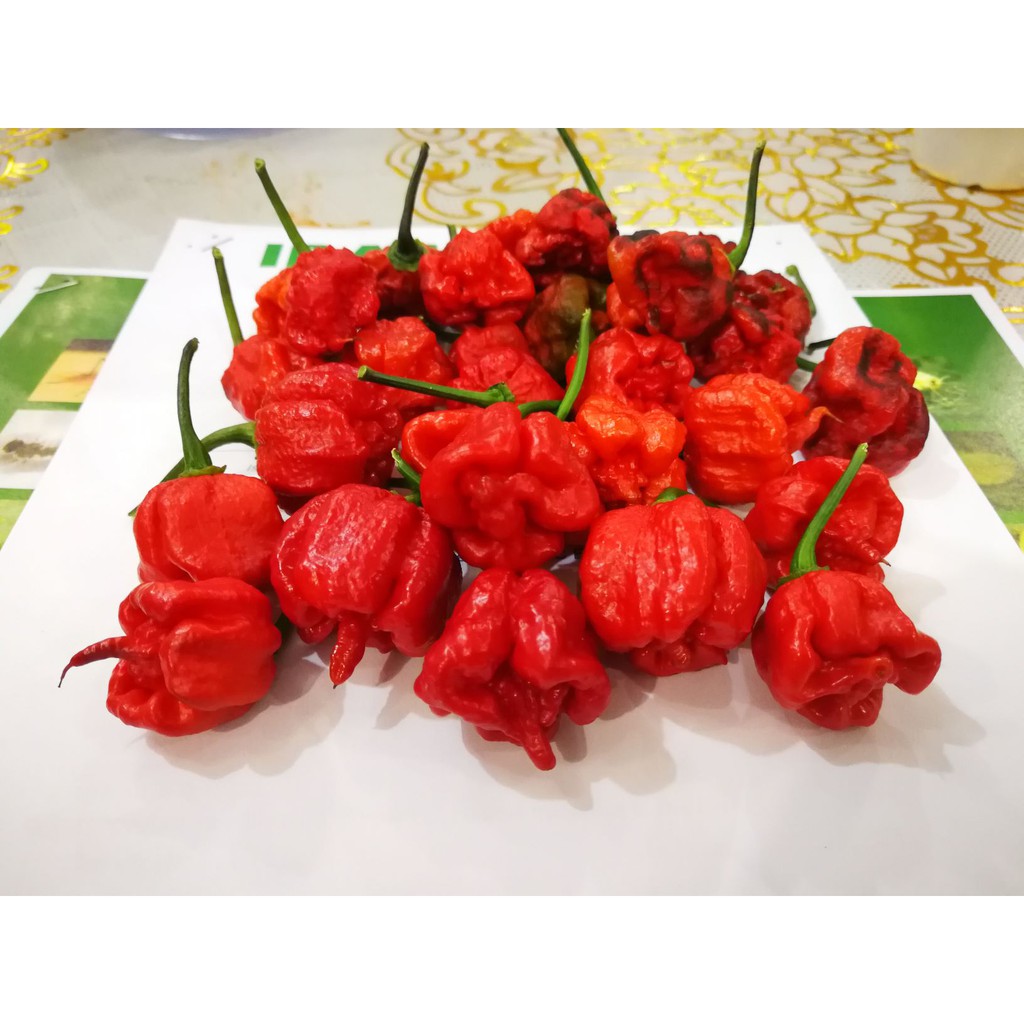 Fresh Carolina Reaper Pods The World Hottest Pepper Shopee Malaysia