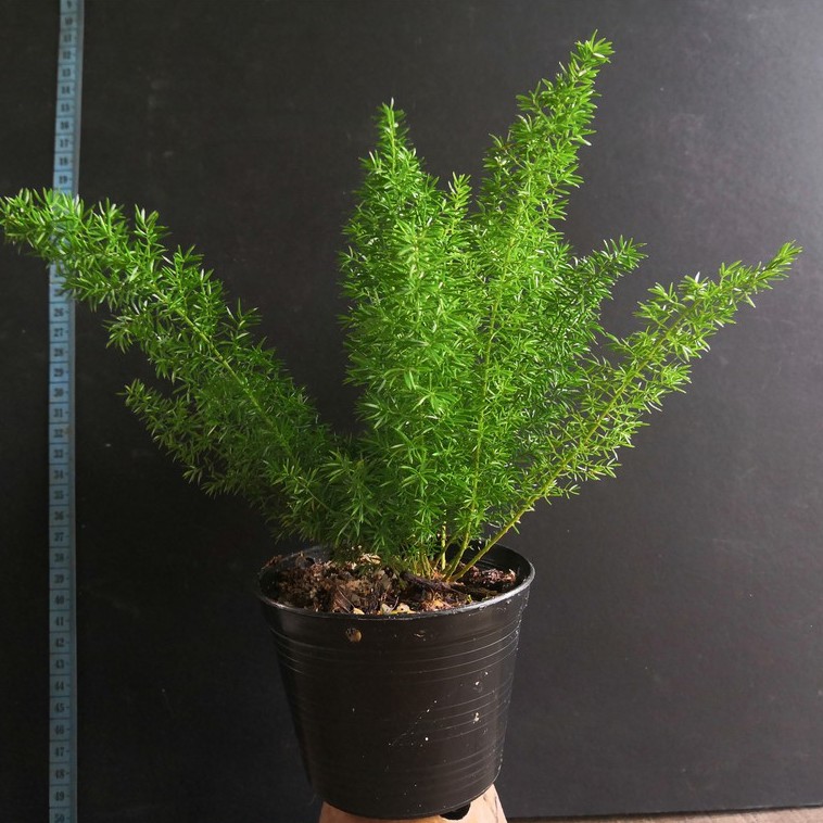 Asparagus densiflorus 'meyersii' Foxtail Fern or Plume Asparagus