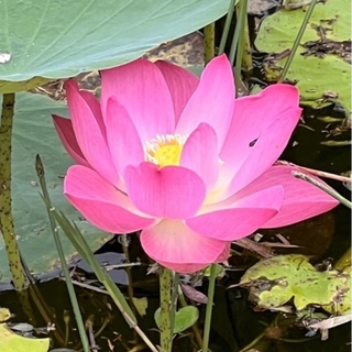 Lotus Tuber With Buds Aquatic Live Flowering Plant Pokok Teratai ...