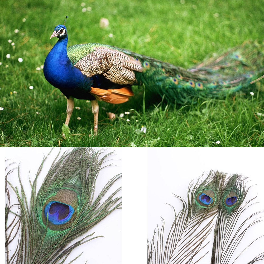 Beautiful Natural Peacock Tail Feathers For Wedding Party