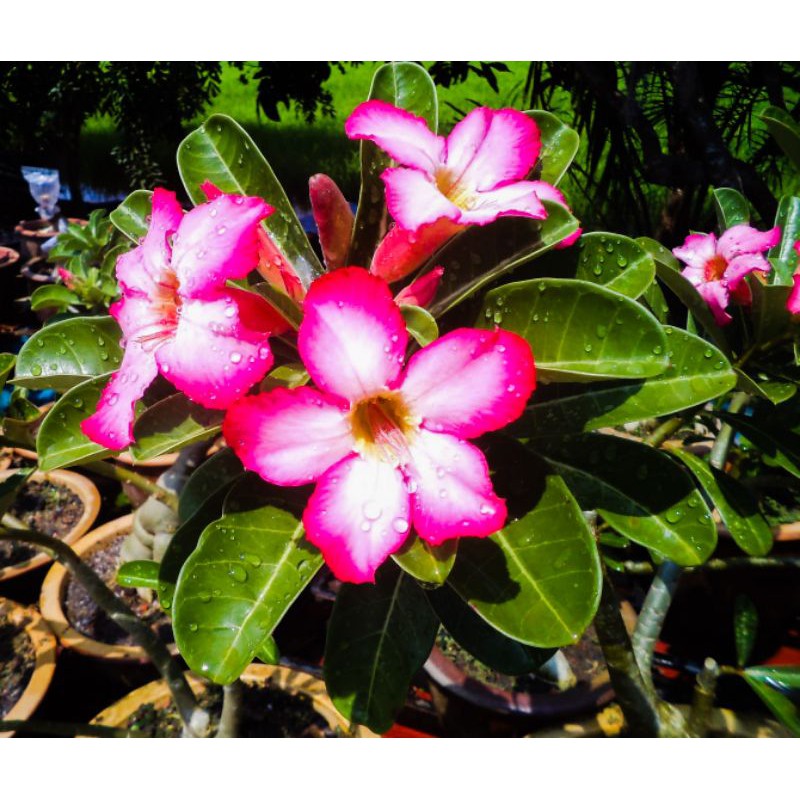 Anak Pokok Cempaka Cina Live Plant Of Adenium Obesum Shopee Malaysia