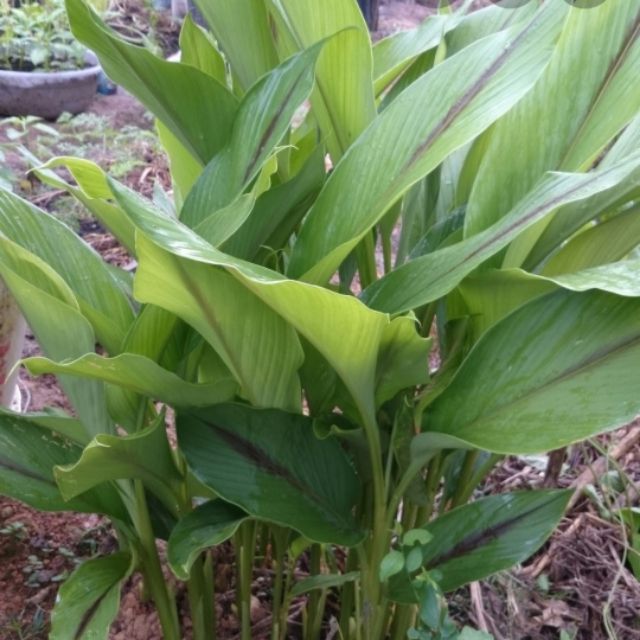 jenis pokok kunyit - Karen Kerr