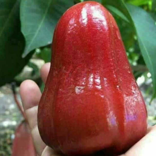 Anak Pokok Jambu Madu Siam Buah Besar (Hybrid) | Shopee ...