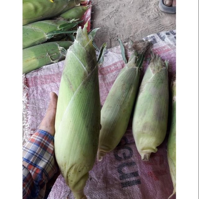 Benih jagung manis buah besar dan super sweet (500 biji 25.00 sahaja)