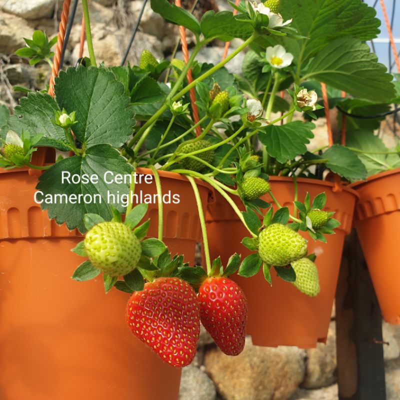 Festival Strawberry Live plant, dah berbuah，（BUY5FREE1）tahan panas pokok hidup strawberi，sabah sarawak xde post