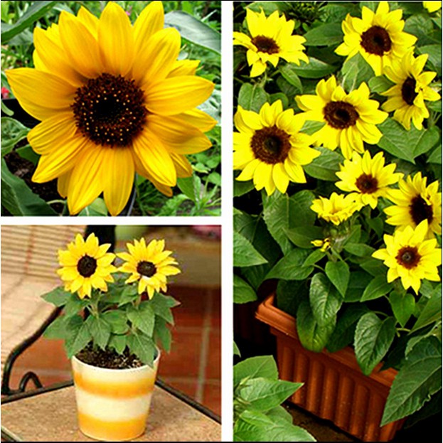 20 Seeds Mini Sunflower Seeds Dwarf Sunflower Seeds Flower Seeds Shopee Malaysia