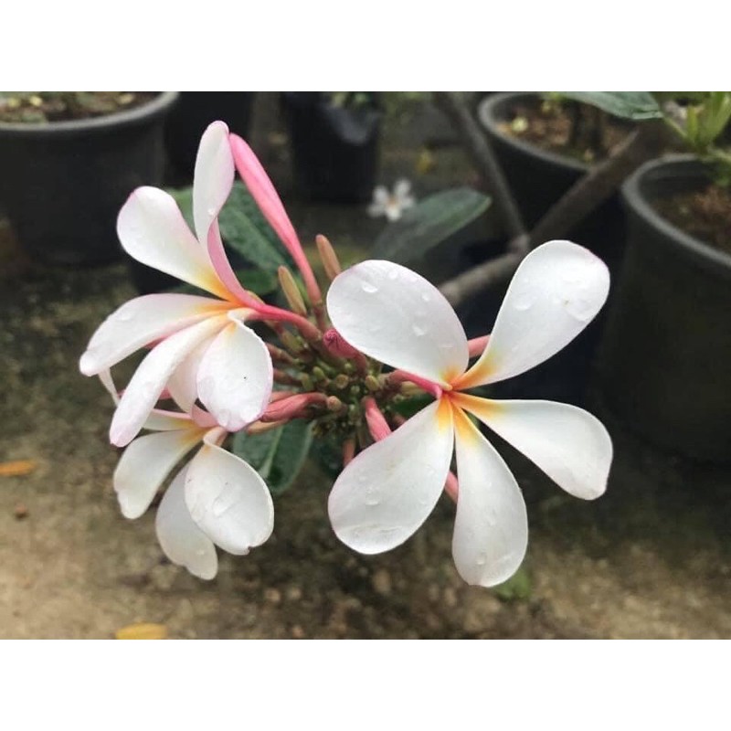 Pokok Bunga Kemboja Plumeria Dwarf Pink Singapore Bunga Wangi Real Plant Hotselling Indoor